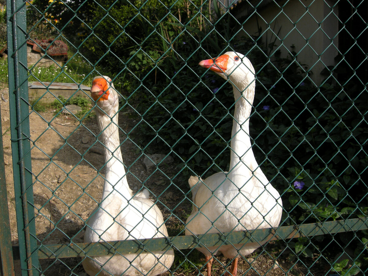 Те самые гуси. Фотография автора.