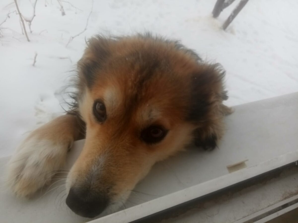 Нас вот Прошка бережёт, хотя тоже тот ещё жулик)) Фото автора