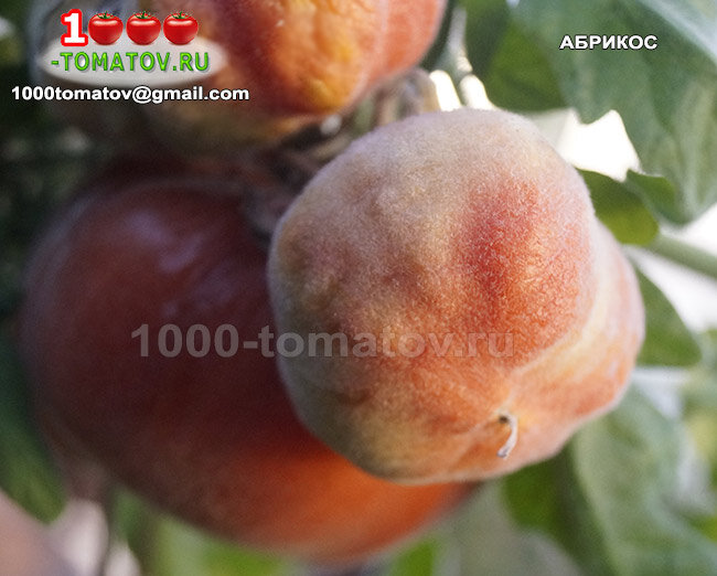 Томат Абрикос фото 2