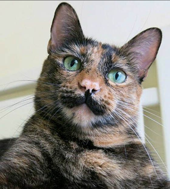 Черепаховый кот с усами.