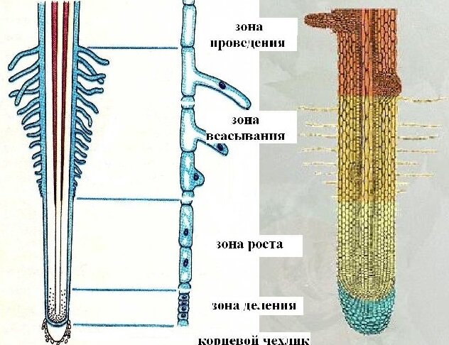 Внутреннее строение корня. Источник иллюстрации: https://present5.com/docs/stroenie_i_funkcii_kornya_images/stroenie_i_funkcii_kornya_4.jpg