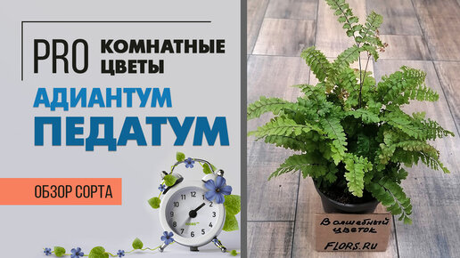 Адиантум Педатум - Венерин волос или нет? Интересное неприхотливое комнатное растение. Папоротник