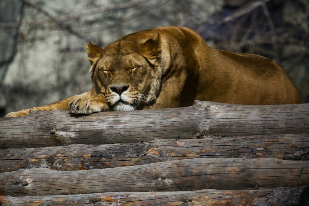 Фото: Ростислав Нетисов, nsknews.info