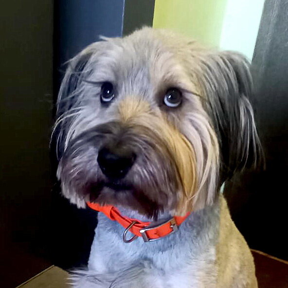 Лахен, пес из приюта, ставший домашним. Фото из личного архива моей дочери, опубликовано с разрешения автора