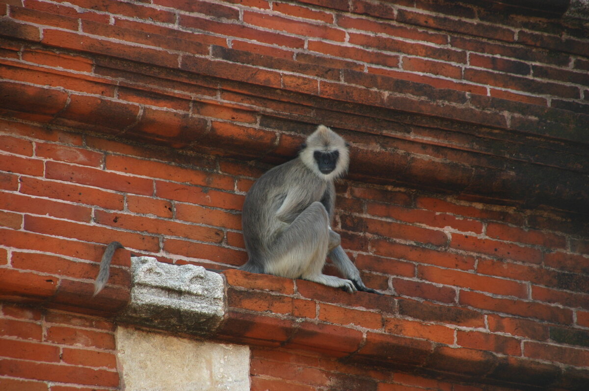 Jethawanaramaya Dagoba 