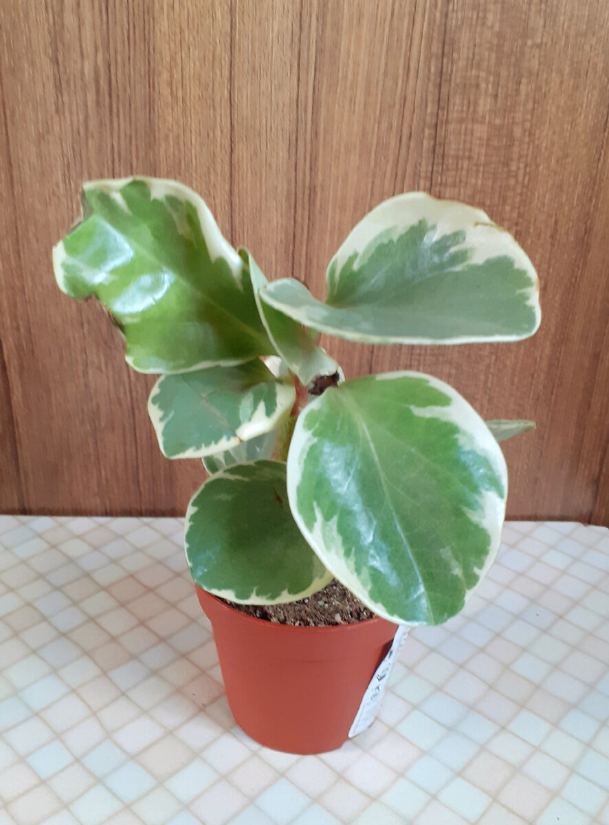 Пеперомия туполистная вариегатная