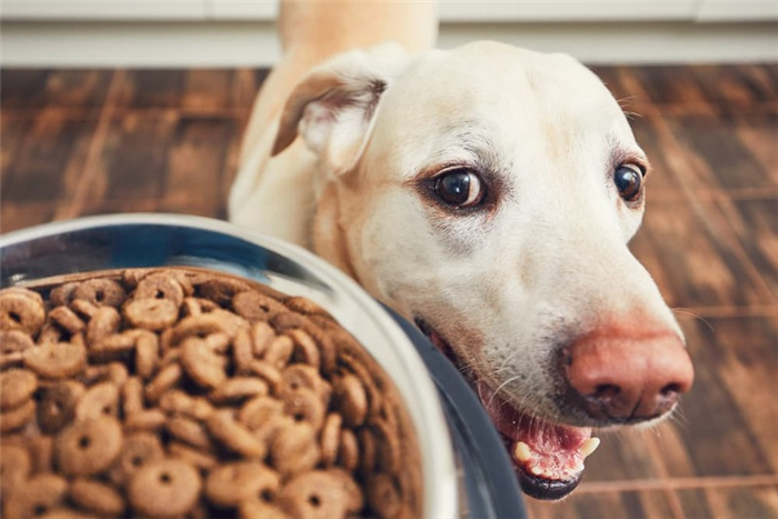 Как снять вздутие живота у собаки в домашних условиях?