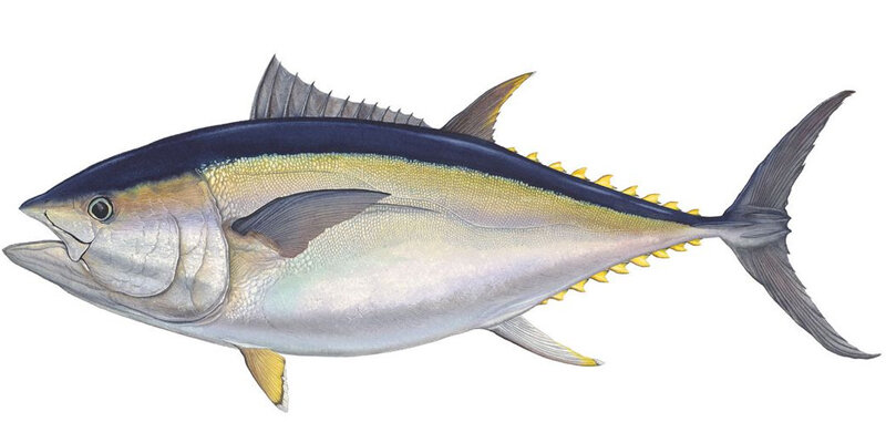 Thunnus obesus
