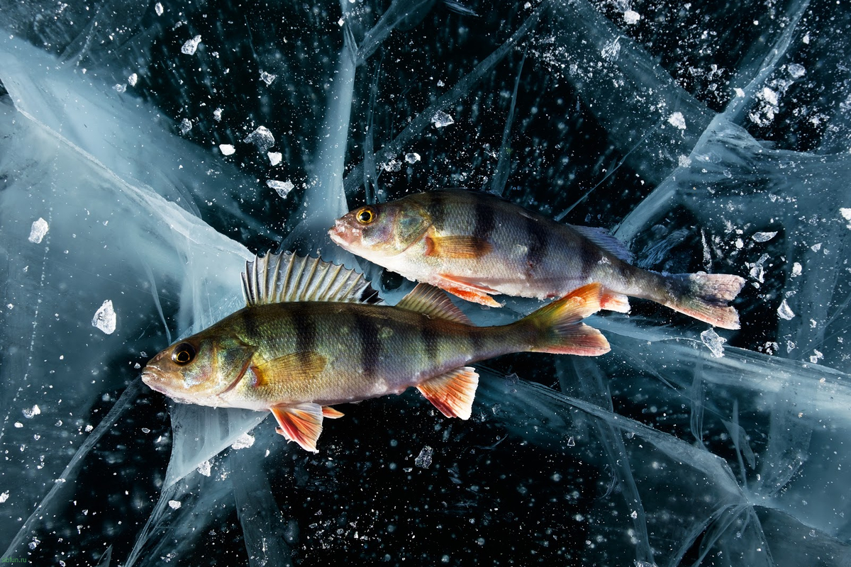 В водоеме обитают разнообразные организмы окунь щука. Омуль Байкальский зимняя рыбалка. Рыба Голомянка. Зимняя рыбалка на озера Байкал. Окунь Байкальский.