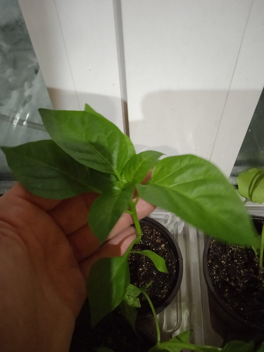 Перец - ласточка и калифорнийское чудо, всего 13 кустов