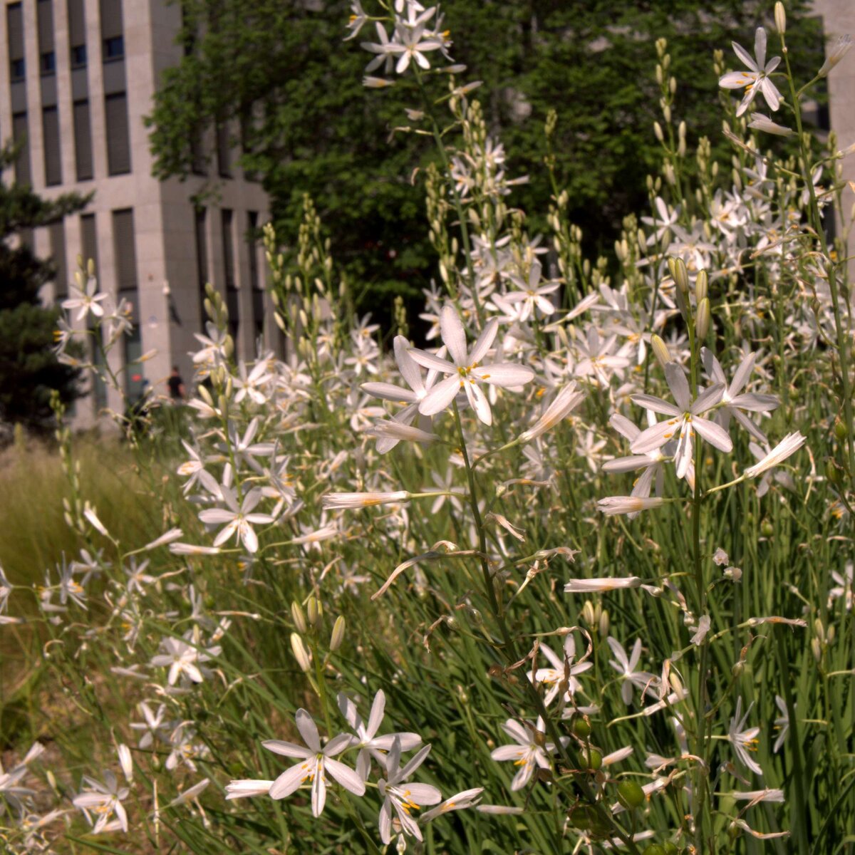 Лилия Святого Бруно (Paradisea liliastrum). Фото с сайта https://galasearch.de/plants/10881-anthericum-liliago