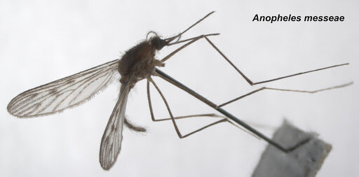 Все ли комары разносят болезни?