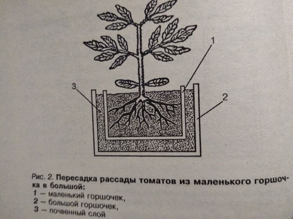 Уход за рассадой томатов. Схема пикировки рассады томата. Что такое пикировка рассады помидоров. Схема пикировки томатов в теплице. Рассадка рассады томатов пикировка.