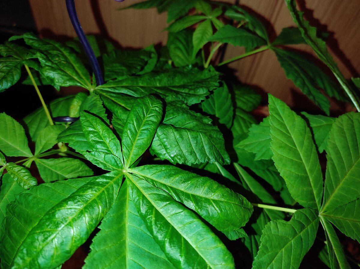 Мои молодые деревца - каштаны. Фото является собственностью автора