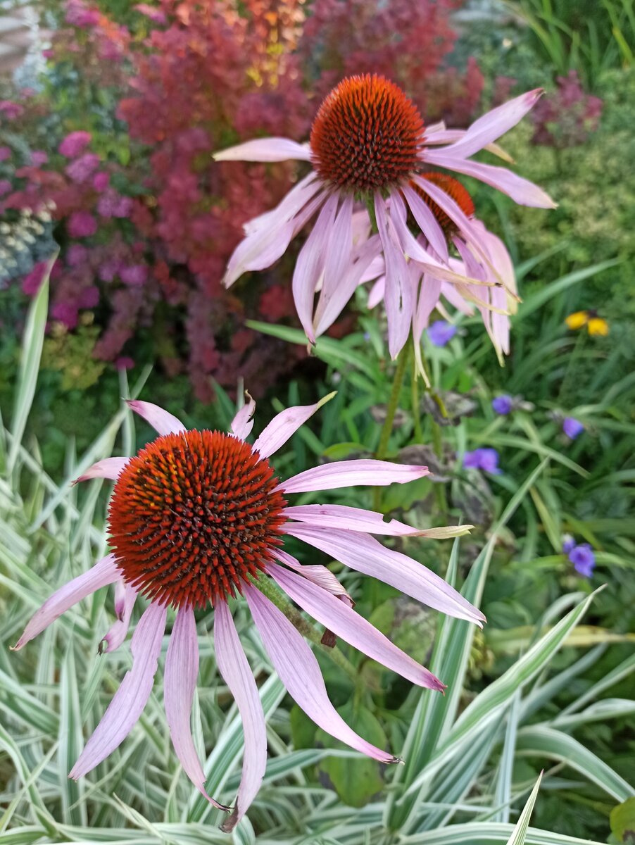 Эхинацея пурпурная. Не только красиво, но и полезно. [фото автора]