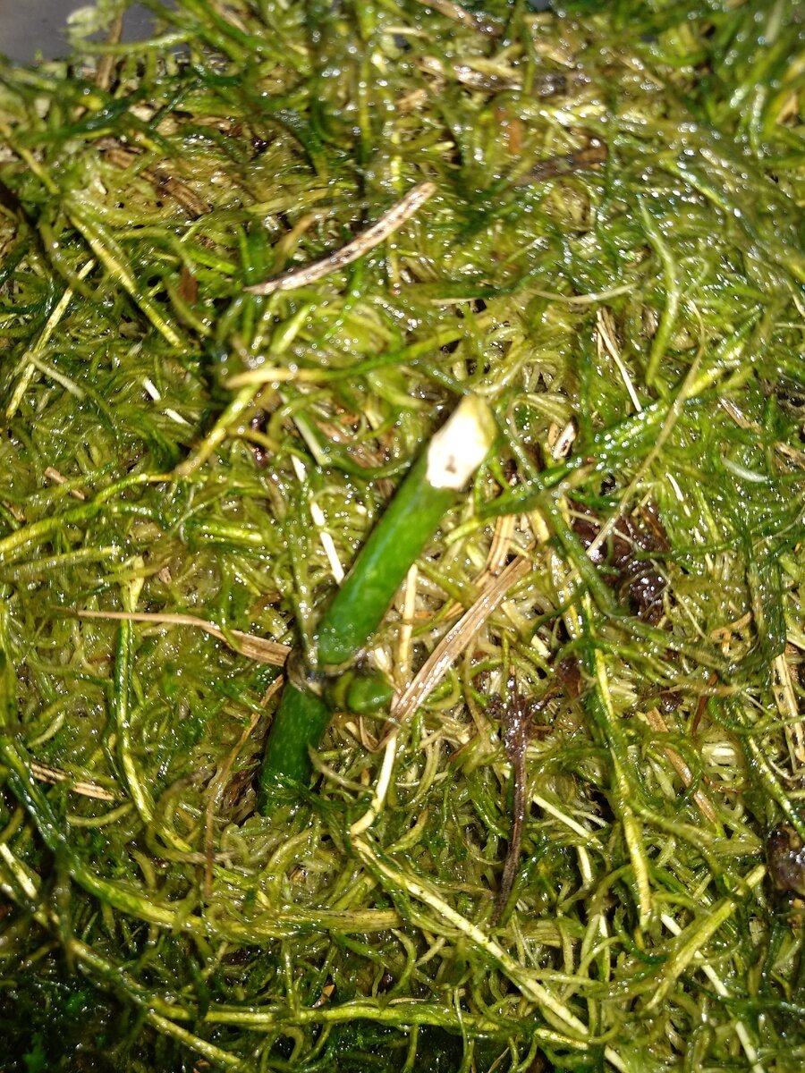 Тут все не просто, из трех выжил один, будет это детка или нет не ясно.