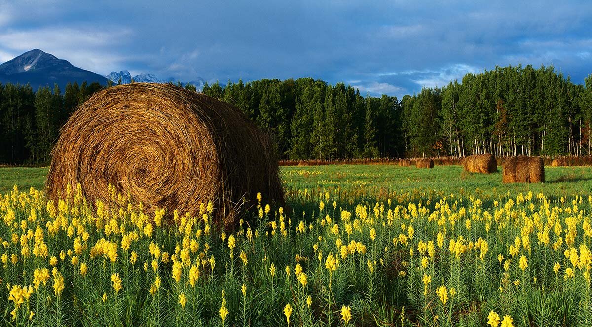 Как законно забрать себе заброшенный участок в СНТ. Пошаговая инструкция