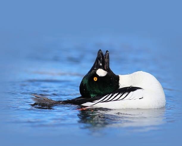 утка гоголь