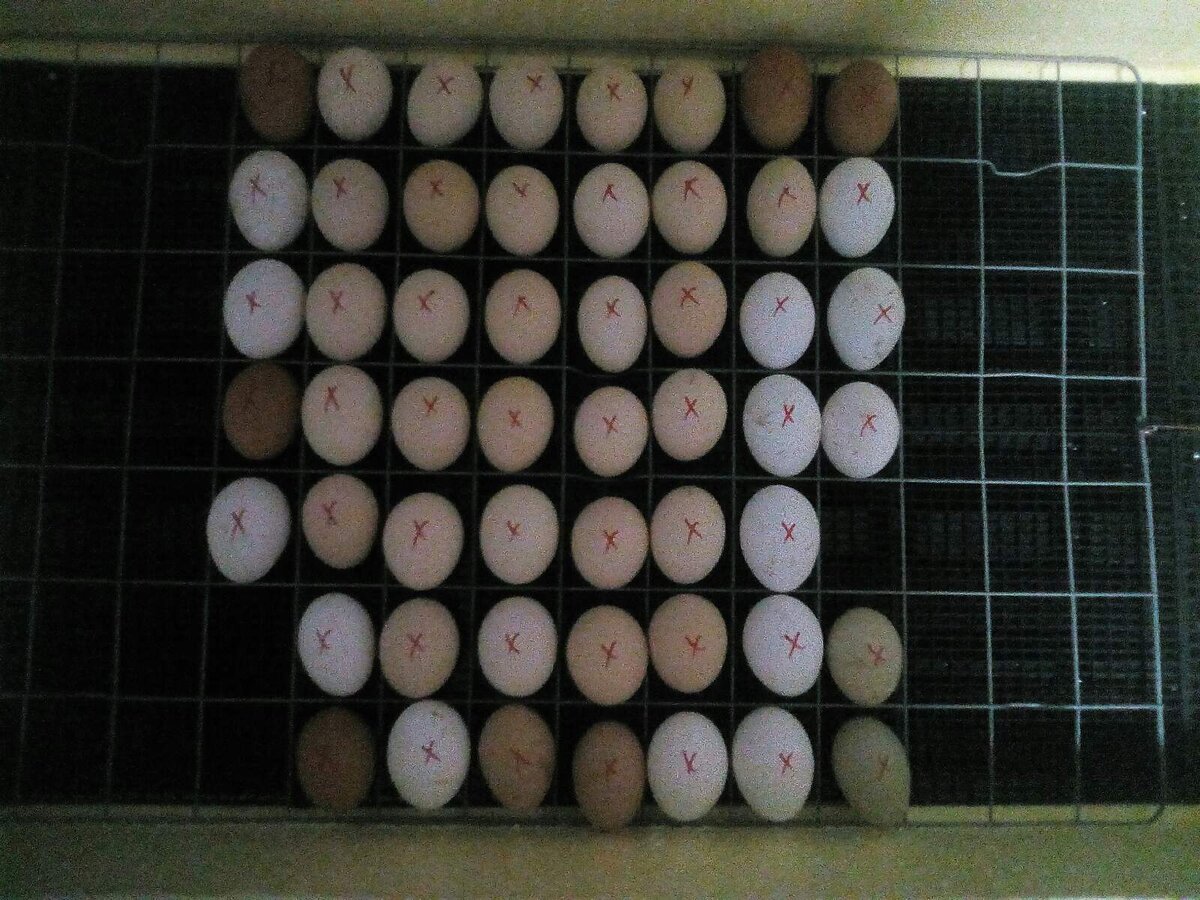 все яйца помечены