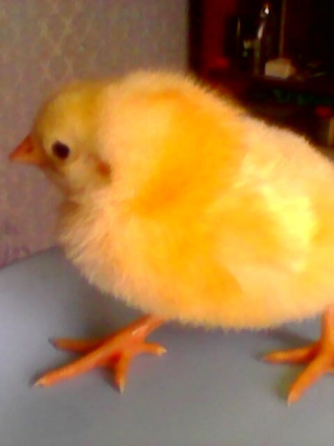 Первые сутки цыплята у меня  в брудере на обогревательном коврике