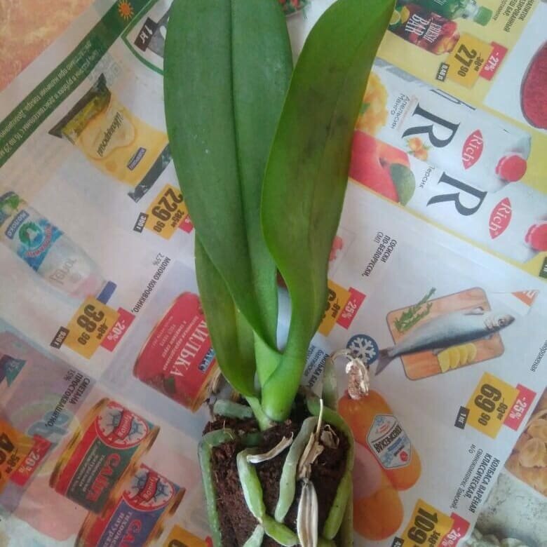 Вот такая малышка пришла