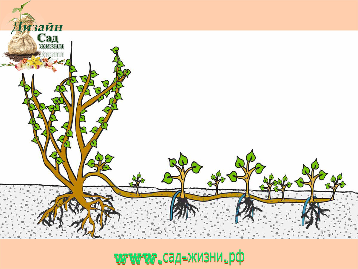 Размножение боярышника. Схема размножения вертикальными отводками. Размножение боярышника черенками. Размножение роз отводками. Черенкование боярышника весной.