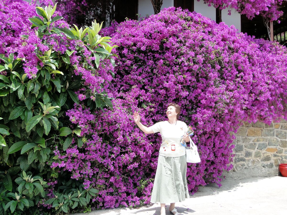 Бугенвиллея в Турции