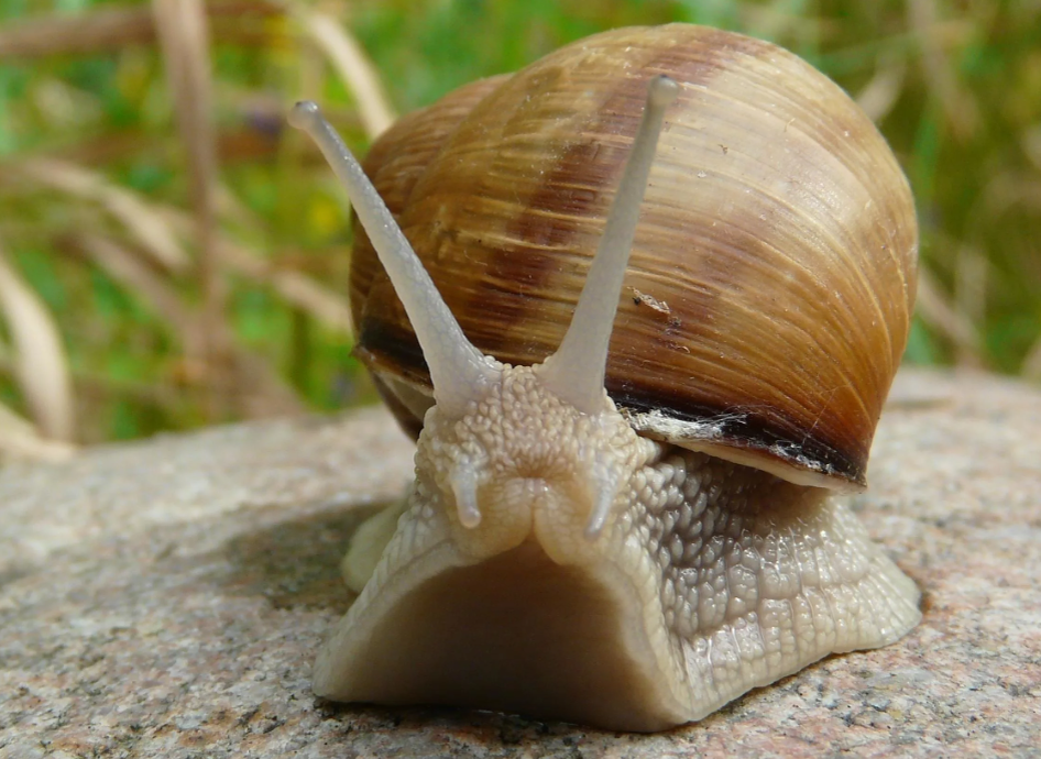 Красавица - виноградная улитка. Тот самый деликатес 
