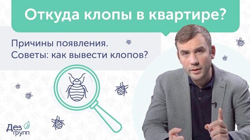 Откуда клопы в квартире: как избавиться от клопов ❓ Обработка от клопов💯