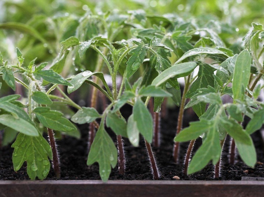 "красивишные томаты"