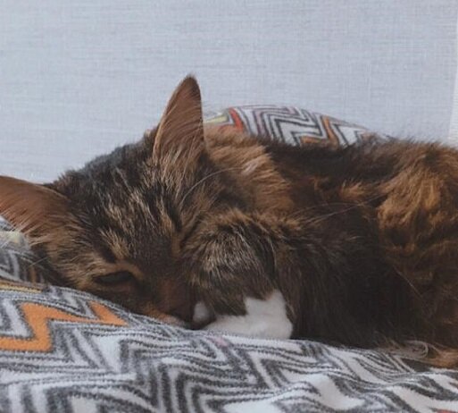Наш нынешний котик. Мирно спит, еще ни о чем не подозревает.