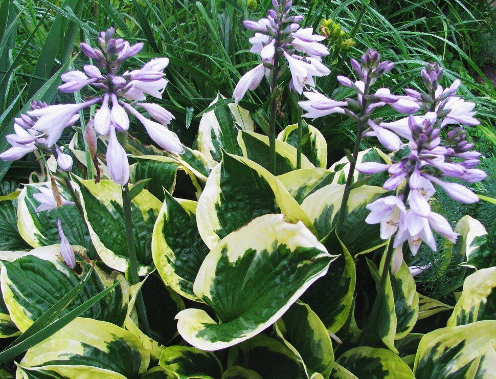 И листва,  и цветы радуют взор!