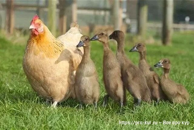 Укорачивание перьев на крыльях кур и индоуток: миф или реальная защита от прогулок