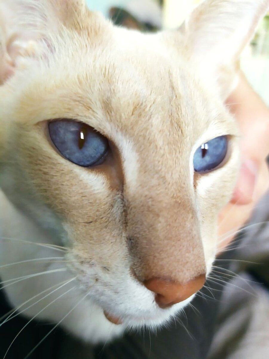 Собственной персоной