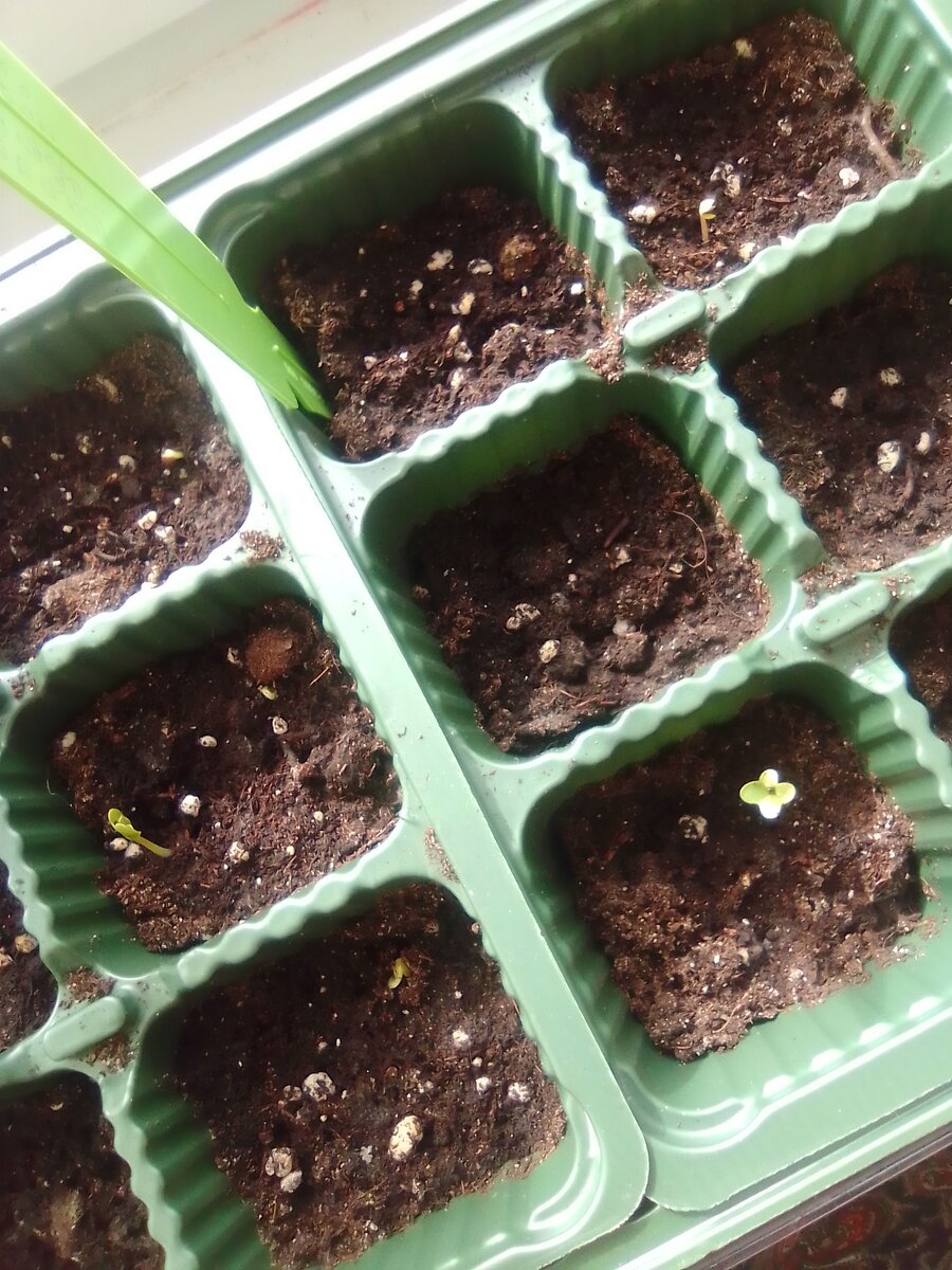 Фото автора. Моя первая капустка, слева брокколи, справа цветная.