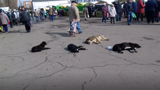 🌞Ейские котики и собачки любят загорать на солнышке не меньше людей