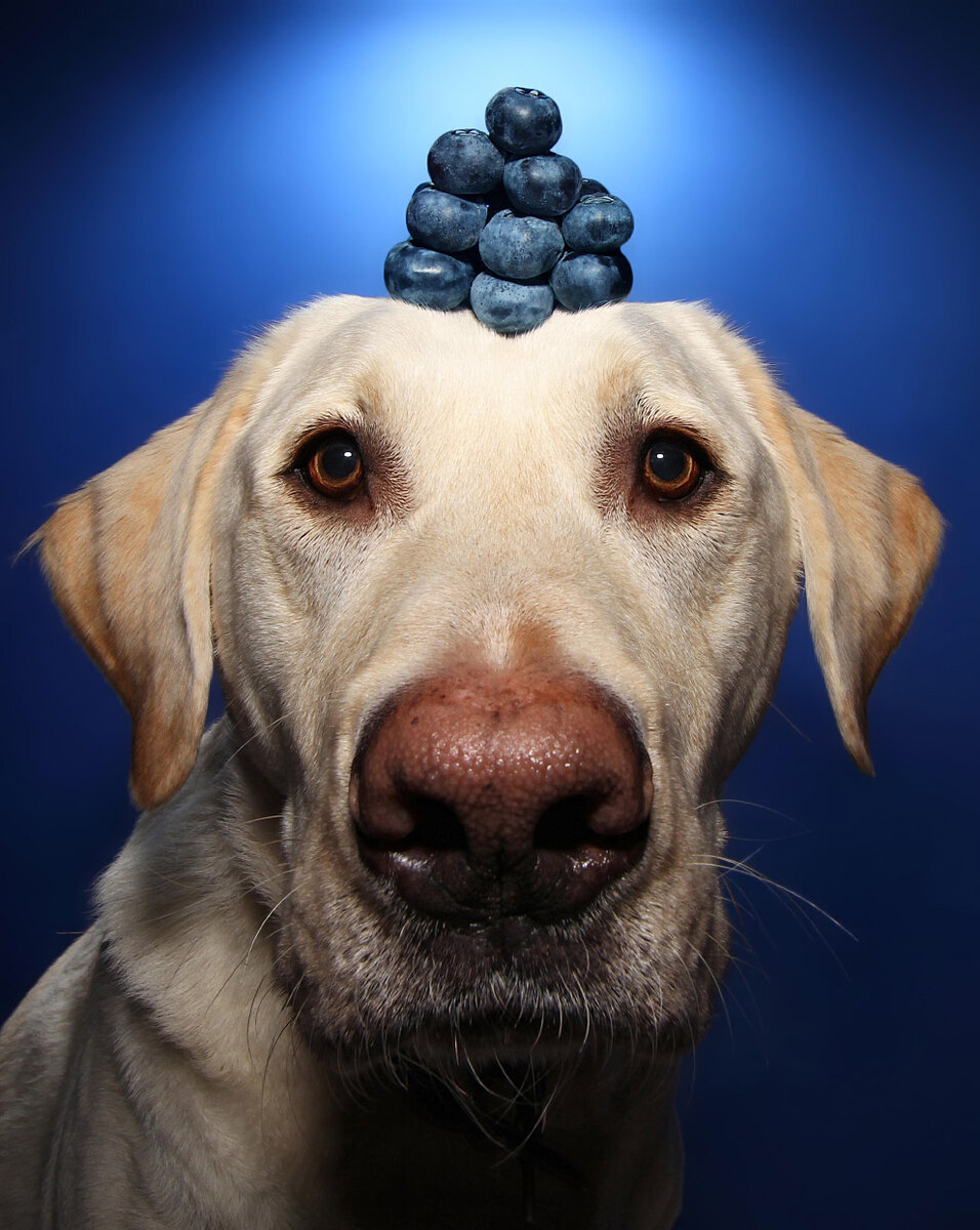 Яндекс картинки