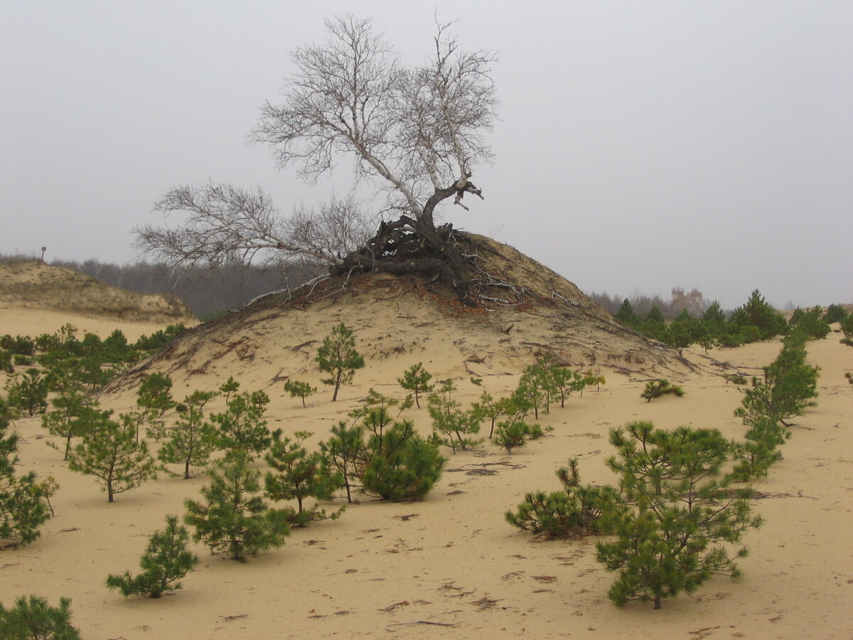 Левый берег Северского Донца в юрте станицы Гундоровской. Почти пустыня...