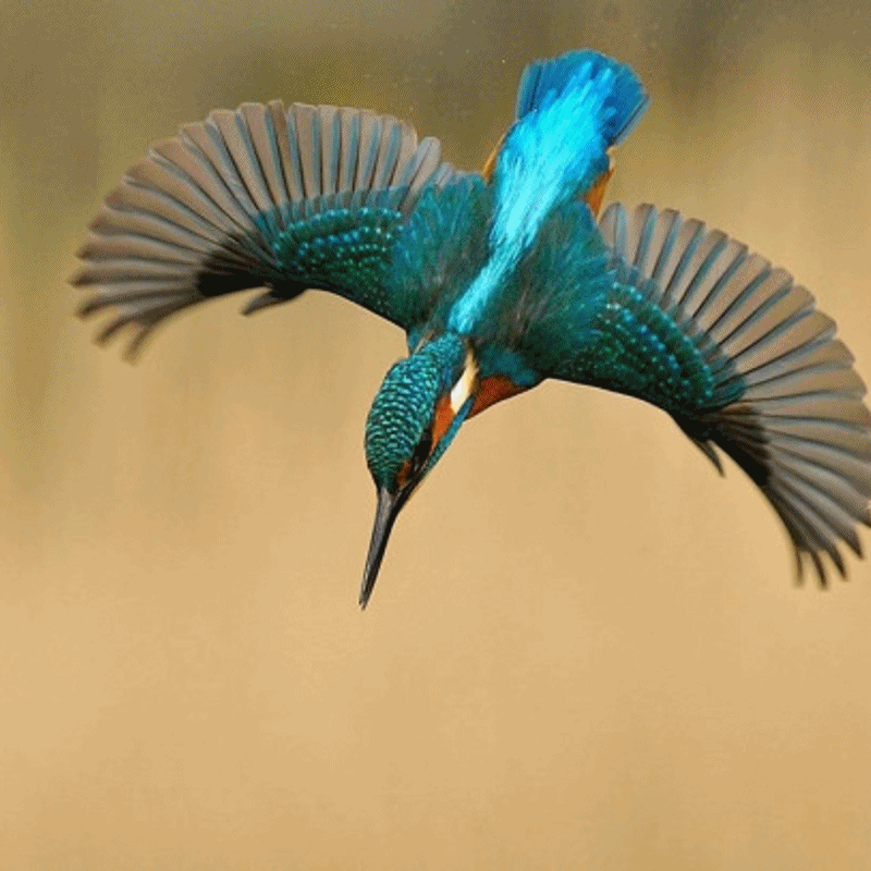 Фото: Gifer.com