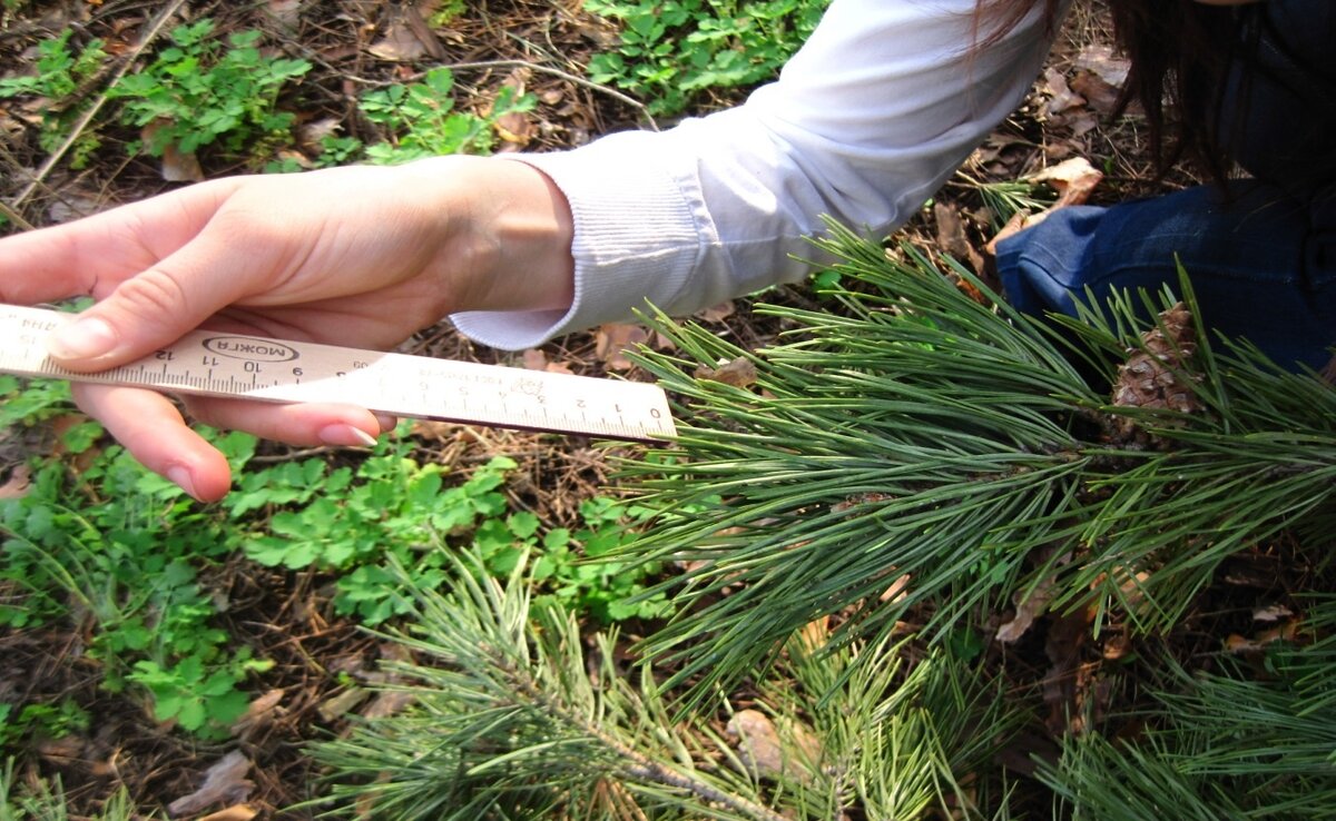 Лесопатологическое обследование. Оценка древостоя. Оценка древостоя. Оценка жизненного состояния деревьев. Индексы состояния древостоев.