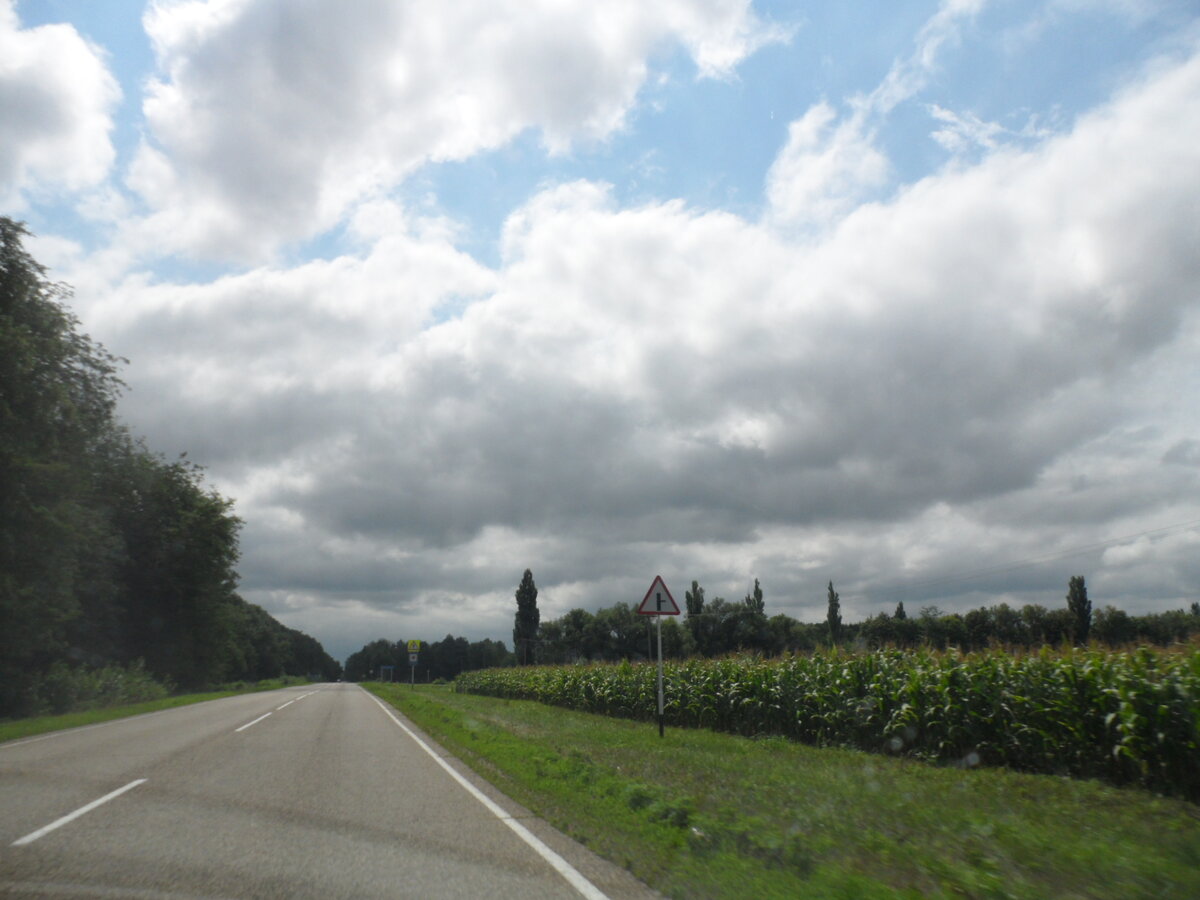 Фото автора. Растет кукуруза.