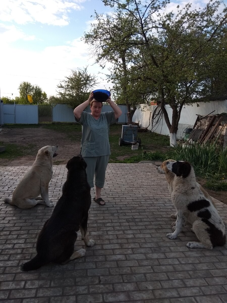 Магда(2 года), Харон(8 мес) и два наших выпускника(7 мес). Тренируют выдержку)). Наша дорогая гостья, близкая родственница сама в прошлом азиатчица попросила угостить собак. Единичный случай, но фото прикольное. У нас собаки приучены-заходишь в вольер с миской-они не скачут, а спокойно садятся, тогда им отдается миска. Можно поставить миску и сказать-НЕЛЬЗЯ, и они не будут есть, пока не скажешь-КУШАЙ. 