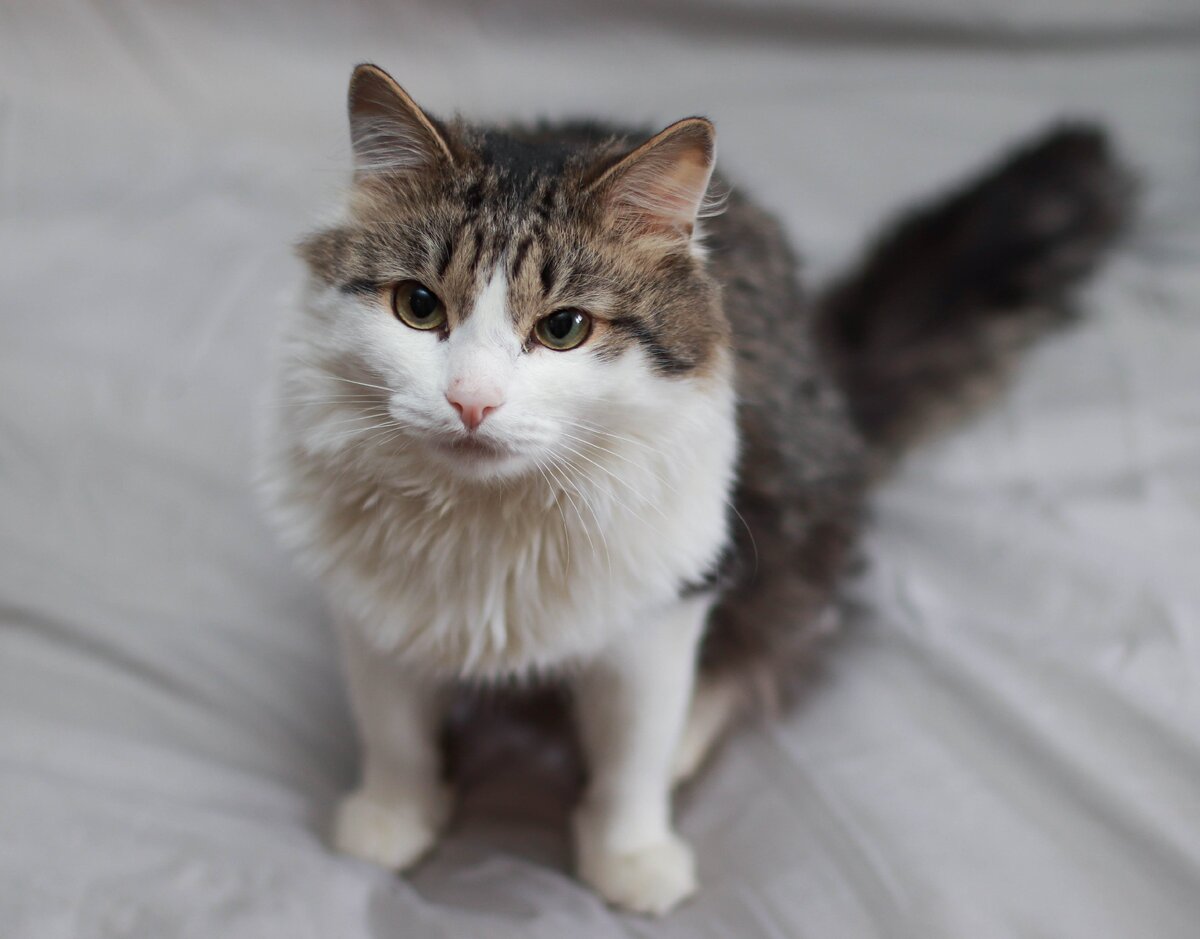 Половина нашего прайда посмеялись над серьезным взглядом Сержика, половина плакали все 8 месяцев