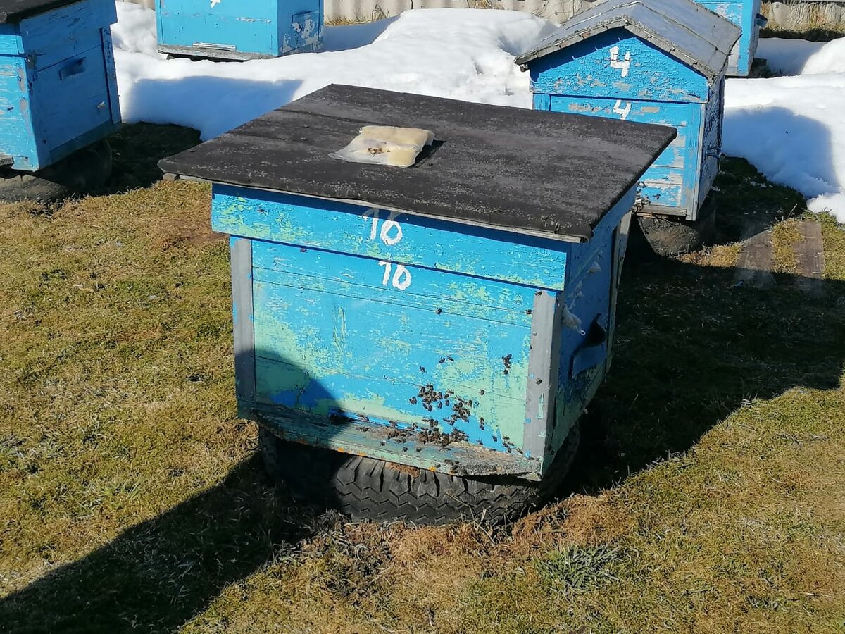 Фото автора канала. Пасека в деревне