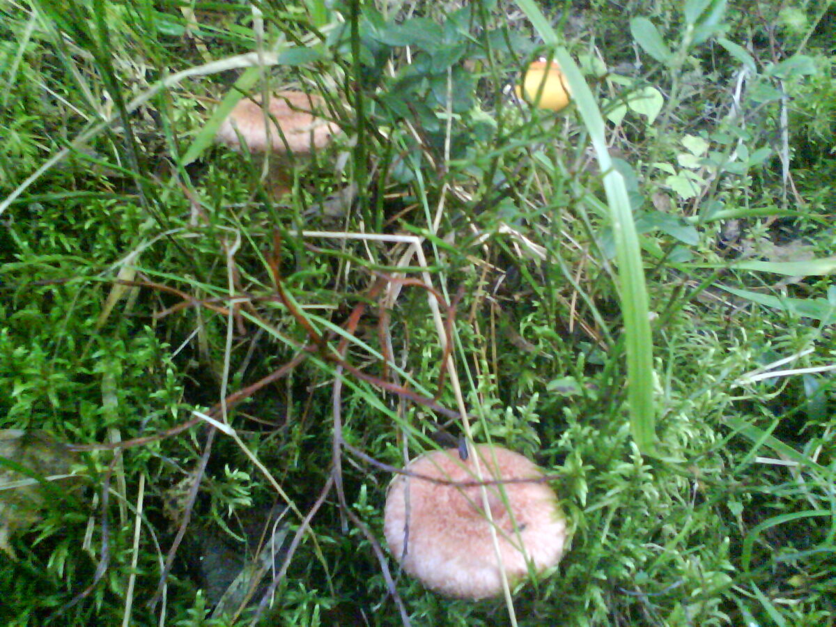 Фото Натальи Седовой