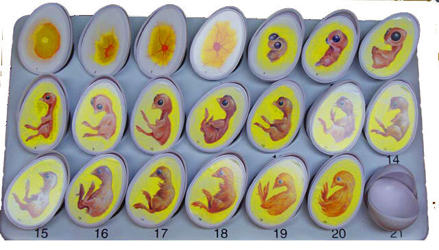 Вырубка пластиковая Цыпленок в яйце 2
