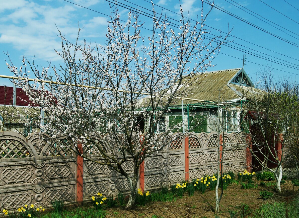 Издали кажется что у абрикоса розовые лепестки...