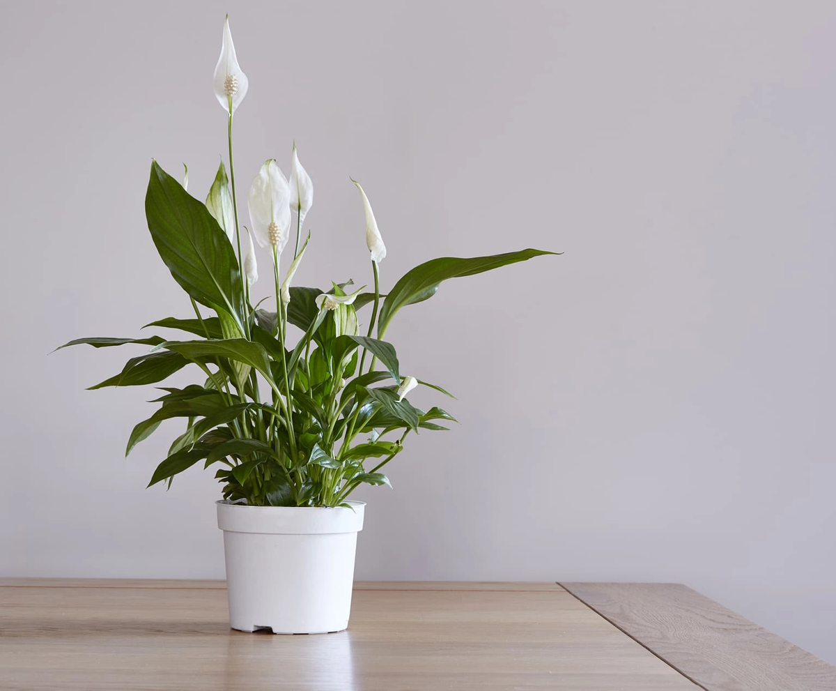13 супер полезных растений для дома, которые улучшат ваше самочувствие
