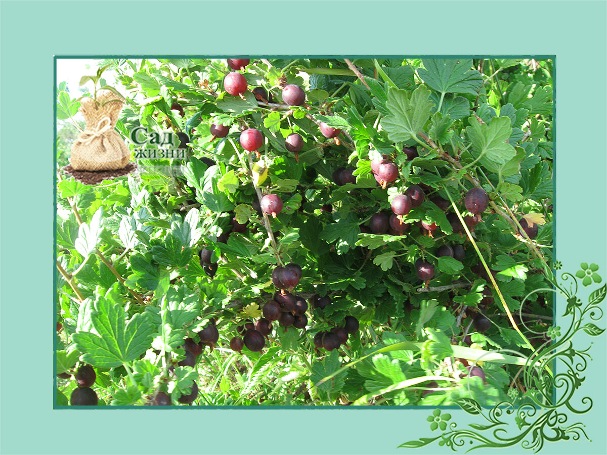 Формирования крыжовника