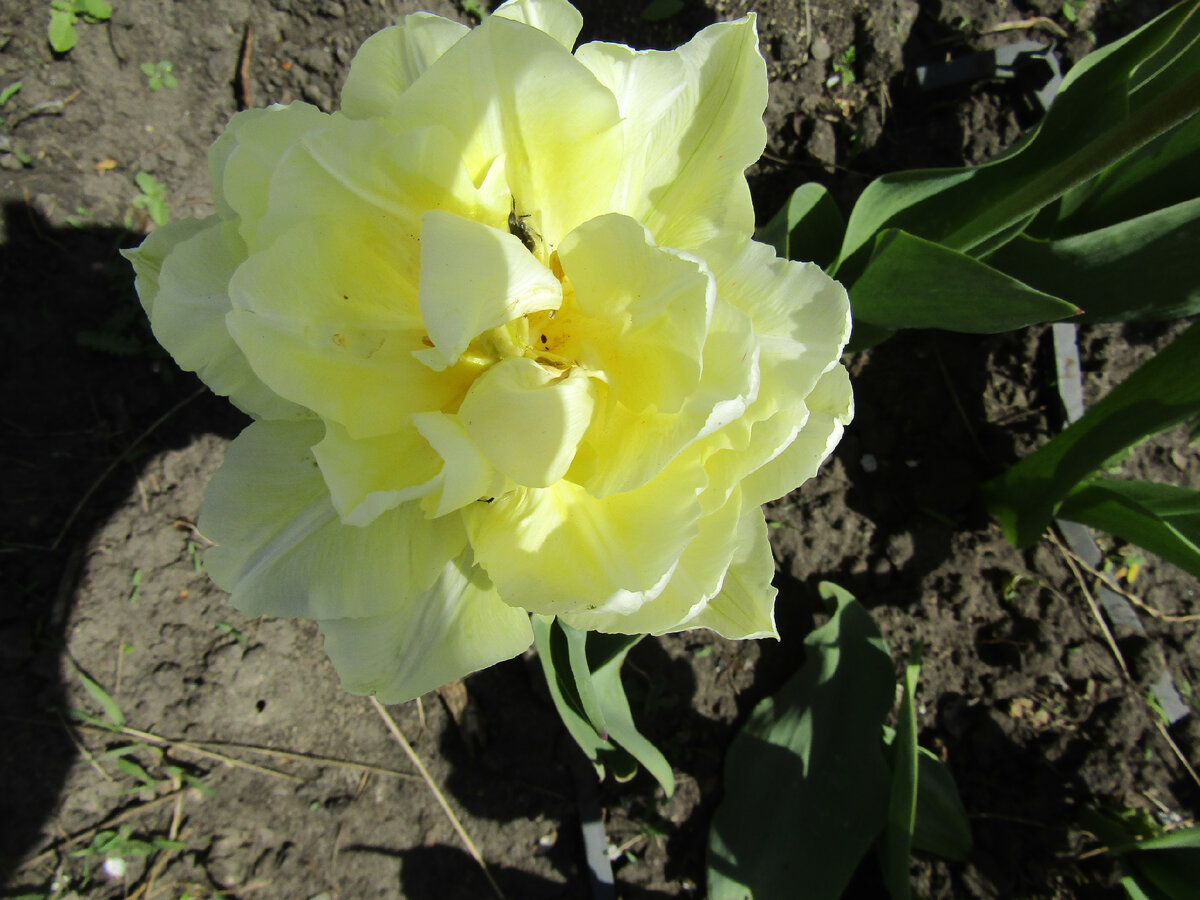    В  этом  году  приятно  удивили   махровые  тюльпаны ,  купленные  в  Пятерочке  в  октябре   и  посаженные  тогда  же .